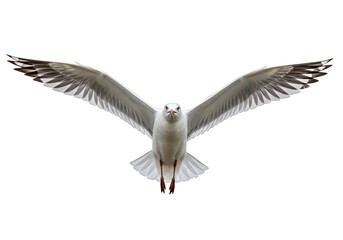 Obraz premium Seagull is spreading its wings and flying isolated on a transparent background