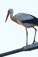 la signora della sera