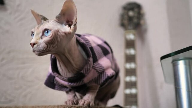 Sitting sphinx cat curiously looking and dressed in clothes. Beautiful sphinx of cream color with spots. Blue eyes of a cat without a fur coat. Bald cat without hair. Purebred breed of cats