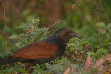 Greater coucal bird portrait