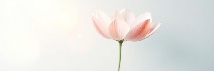 Obraz premium A solitary flower against a stark white background with soft light, light, flower, glow