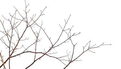 Fototapeta premium Delicate, bare branches isolated against a pure white backdrop, pattern, branches