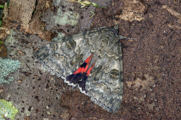 Catocala nupta,Rotes Ordensband, Niederlande, Schouwen-Duiveland, Renesse,2024/08/31 17:33:45