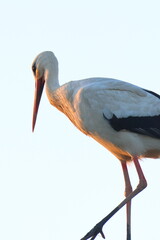 Fototapeta premium la signora della sera