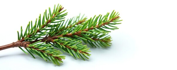 Obraz premium A bundle of thin spruce branches against white, spruce branches, isolation