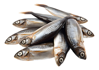 Freshly caught fish arranged neatly for preparation in a kitchen setting on a white background showcasing the intricate details of their scales and eyes