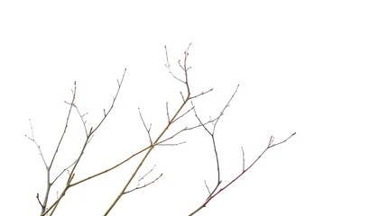 Obraz premium Delicate, bare branches isolated against a pure white backdrop, shot, fall