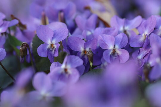fiori di viola mammola