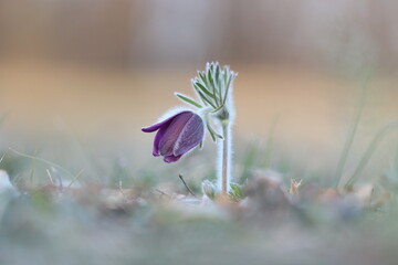 fiori di anemone pulsatilla al tramonto