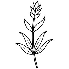 lavender flower vector white background.