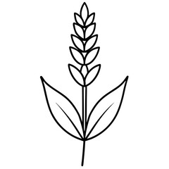 lavender flower vector white background.