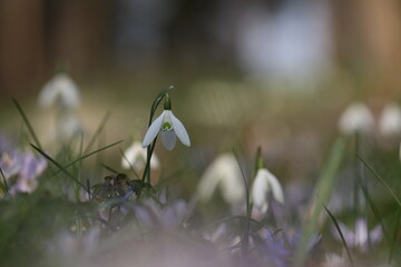fiori di bucaneve nel bosco in inverno