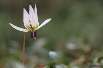 Obraz premium un fiore di dente di cane nel bosco in inverno