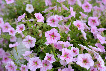 Fototapeta premium Blooming pink and white surfinia flowers