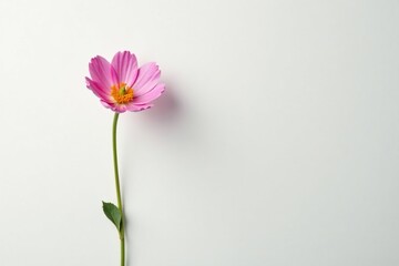 Fototapeta premium A solitary flower blooming on a white background, isolation, bare
