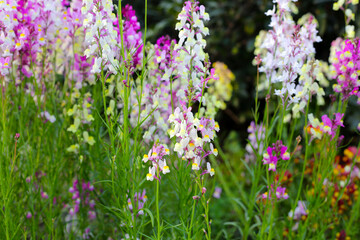Naklejka premium Linaria flower in the garden