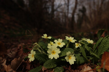 primule nel bosco