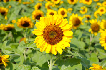 Obraz premium Blooming sunflower fields. Beautiful yellow flower