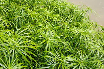 Cyperus involucratus plant in pond