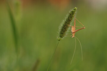 una cavalletta al tramonto