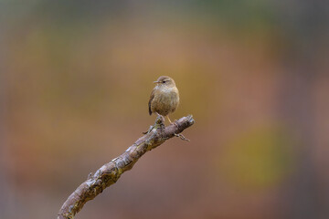 Ave cantando sobre una rama