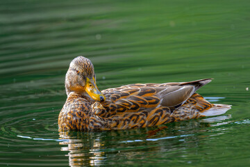 Ganso egipcio en la Sierra de Guadarrama