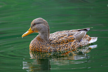 Rio Lozoya vista aérea desde dron 4k