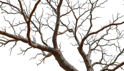 Fototapeta premium Isolated tree branches against pure white backdrop, showcasing intricate textures and natural forms, abstract, monochrome
