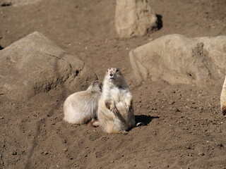 動物園で飼育されているプレーリードッグ