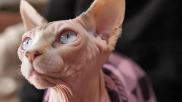 Portrait of a sphinx cat looking and turning its head. The cat is purebred. Hairless pet close-up. Gray big eyes of a naked cat with pointed ears and no hair or wool covering