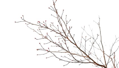 Obraz premium Delicate, bare branches isolated against a pure white backdrop, beauty, simple