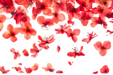Falling flowers with red petals in the air, spring season placed on white or transparent background