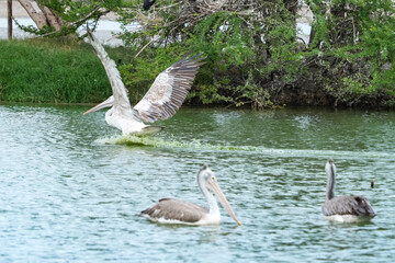 A pelican bird in its natural habitat at the Bangkok Open Zoo in Thailand.