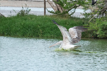 A pelican bird in its natural habitat at the Bangkok Open Zoo in Thailand.