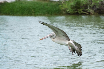 A pelican bird in its natural habitat at the Bangkok Open Zoo in Thailand.