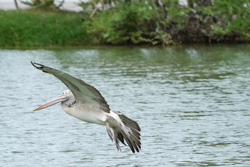A pelican bird in its natural habitat at the Bangkok Open Zoo in Thailand.