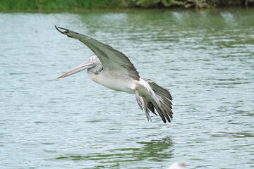 A pelican bird in its natural habitat at the Bangkok Open Zoo in Thailand.