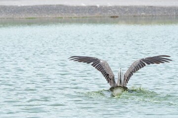 A pelican bird in its natural habitat at the Bangkok Open Zoo in Thailand.