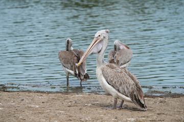 A pelican bird in its natural habitat at the Bangkok Open Zoo in Thailand.