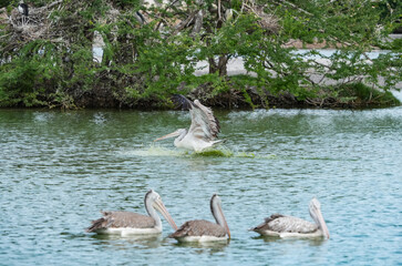 A pelican bird in its natural habitat at the Bangkok Open Zoo in Thailand.