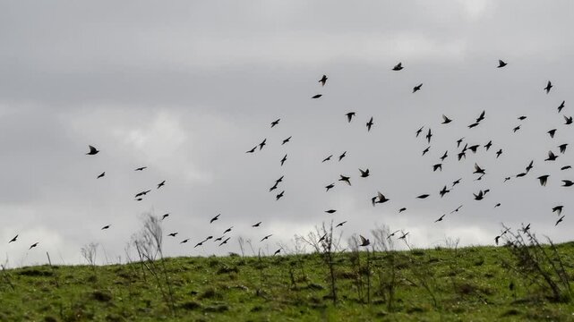 a large flock murmuration of winter starlings (Sturnus vulgaris)