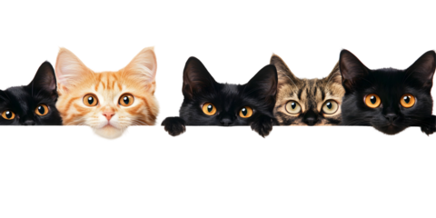 Spying cats and black cats peeking from top isolated on white or transparent background
