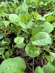 green food growing by the garden
