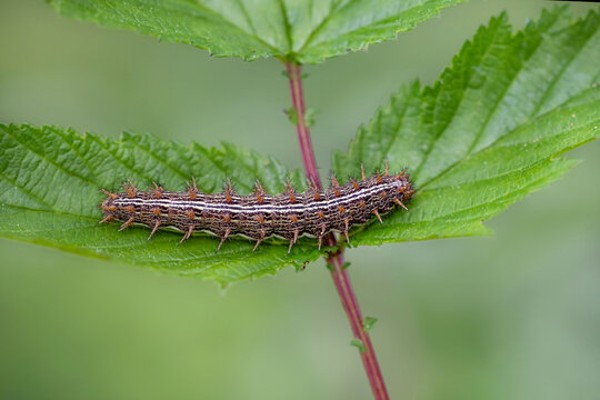 lesser marbled fritillary (caterpillar), Brenthis ino.