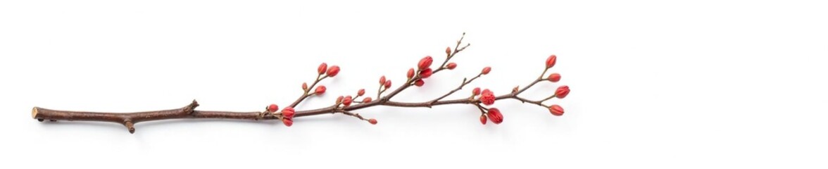 A bundle of small branches isolated on white background, delicate, twiggy, twigs