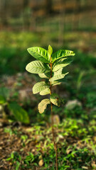 green leaves on the ground
