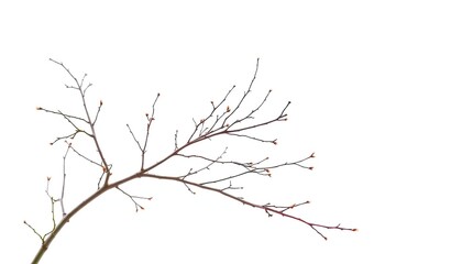 Obraz premium Delicate, bare branches isolated against a pure white backdrop, forest, woodland