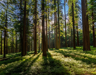 Fototapeta premium forest scene with tall green trees casting long shadows on a sun dappled forest floor with a clear blue sky visible through the canopy