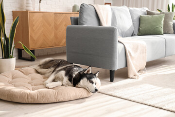 Cute Husky dog lying on pet bed in living room