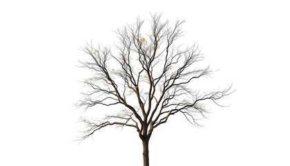 Obraz premium A lone deciduous tree stands against a pure white backdrop, branches reaching skyward, foliage, abstract